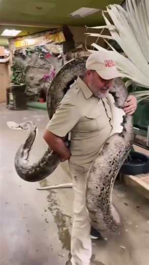 Handler carries giant aggressive python before it bites him unexpectedly