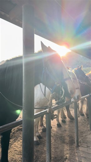 Experience Cowgirl Dreams at Ponderosa Stables AZ