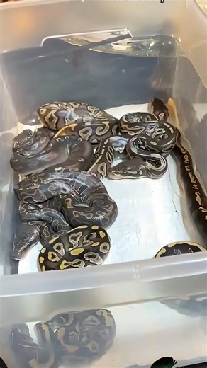 Hatching ball pythons from start to finish!