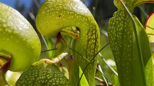 Carnivorous plants and wasps blur the line between friend and food