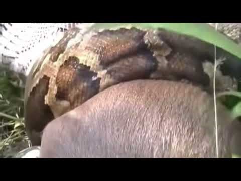 A cow is eaten by a python