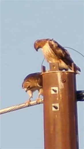 Red Tailed Hawks hunting from up high! #birds #arizona