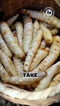 Turning Fresh Arrowroot into Glass-Like Noodles 🍜 #arrowroot #noodles #homemade #villagecooking