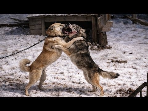 Livestock Guardian Dogs vs Wolves — Real Combat Breakdown (Eurasia Documentary)