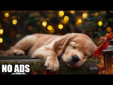 12 Hours Of Dog Relaxing Music 🎵 Calming Music for Dogs Piano 🐕💖 Dog Songs for Puppies To Sleep