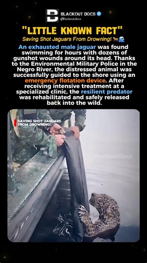 Saving Shot Jaguars From Drowning! #shorts