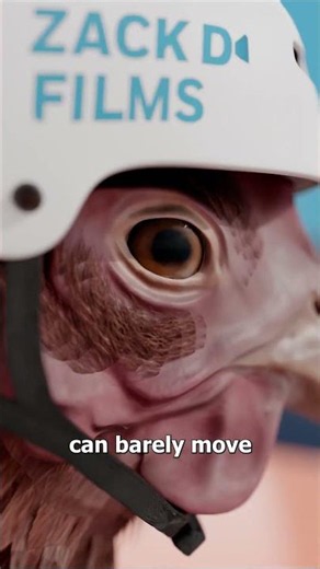 Why A Chicken's Head Is So Stable 🤔