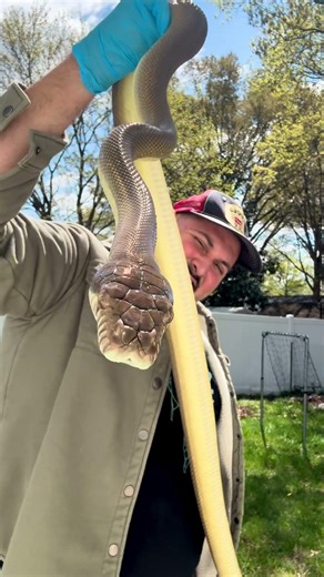 Big Patternless Highland Scrub Python Male