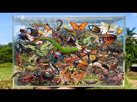 I Am catching insects in the garden, I got Grasshopper, Beetle, Mantis, Spider, Dragonfly, Millipede