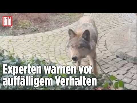 WOLF ALARMIERT EXPERTEN: Jungtier sucht Nähe zu Menschen in Jessen