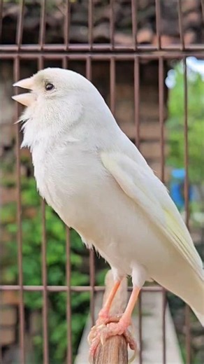 cute animal | birds voice #birds #canary #funny
