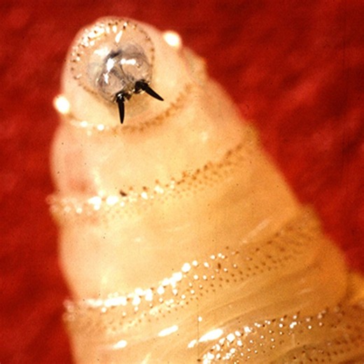 Texas races to contain screwworm