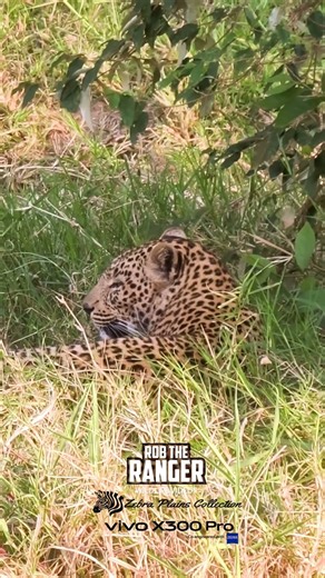 🐆 Leopard Relaxing 🐆 #vivoX300pro #Wildlife