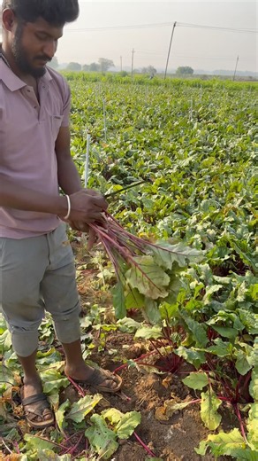 Fresh Beetroot Harvesting 🥕 | Organic Farming & Village Life