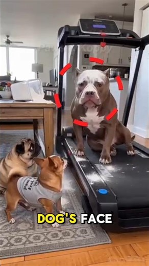 ​Dog Prank Gone Wrong! (Wait For The Flour Explosion) 🐾💨