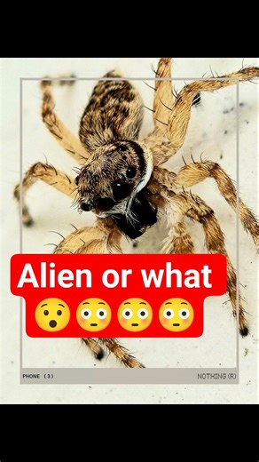 The alien macro shot #nature #wildlife #viral #shorts #spider #spiderman #explore #fyp #explorepage