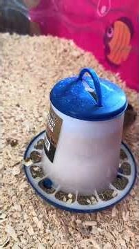 DIY Chick Brooder (Cheap & Easy)