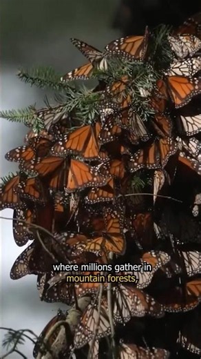 The Incredible Migration of Monarch Butterflies