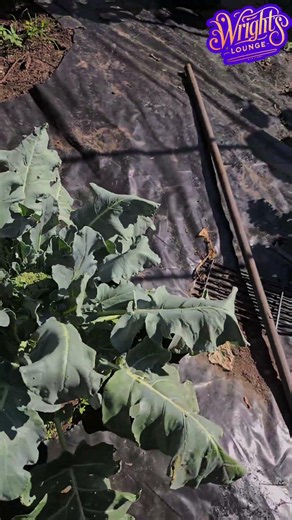Gardening Goals: Tomatoes, Broccoli, Thyme & More! #shorts