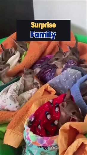 Saving This Injured Kangaroo #animalrescue #kangaroo