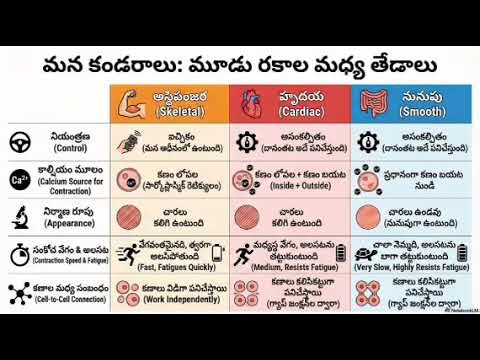 Muscle Physiology Made Simple: Contraction, Coupling, and Types