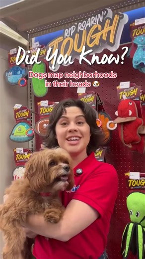 GPS? Dogs have never heard of it 🙂‍↔️🐶 #PetSmartDidYouKnow #anythingforpets