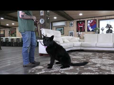 Consistency Creates Results! Kraftwork K9 Pro German Shepherds