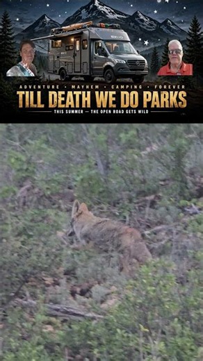 Coyotes on the Hunt 🐺 Slow Motion | Rocky Mountain National Park #tilldeathwedoparks #wildlife