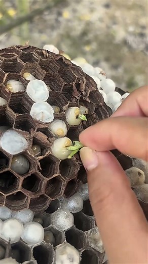 Vermiculture Basics: Manual Worm Feeding Process