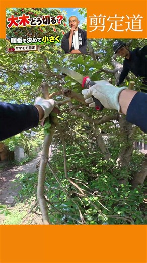 安全に枝おろし 大木どう切る？【ヤマモモ剪定】境界線側、高さ、残し方解説 #庭木の管理 #庭作業 #剪定方法 #切り戻し #庭木の手入れ #植物 #大木剪定 #枝おろし