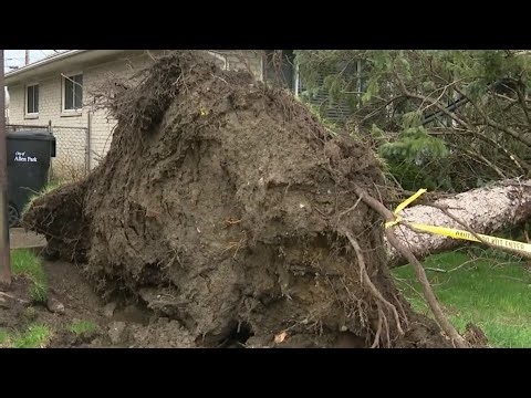 Local 4 News at 5 -- April 15, 2026