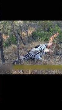 Dead Zebra Explodes: Leopard Terrified by Red Fountain.|#shorts
