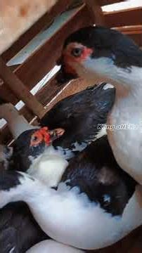 Proses Pengiriman Entok Melalui KAI Logistik #peternakkendal #kai #kailogistik