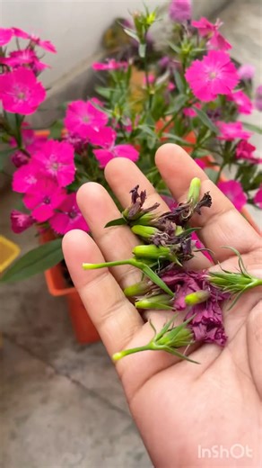 Pinching 🤏 to get more flowers #dianthus #flowers #pinching #nature #youtubeshorts