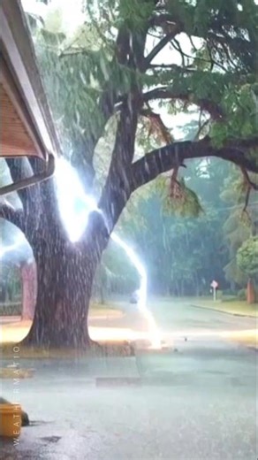 Lightning Strikes The Tree and It EXPLODES⚡🌲 #lightningstrike #caughtoncamera #treestrike