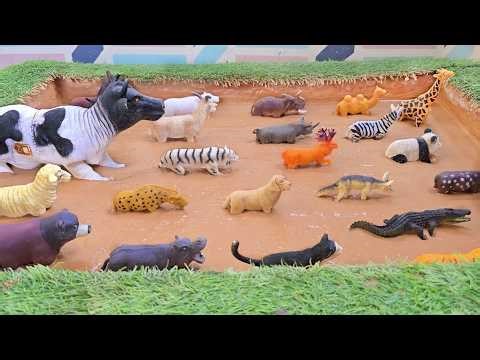 The Epic Rescue to Find and Save Domesticated Pet and Safari Zoo Animals