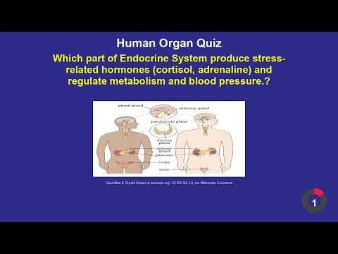 Human Body Quiz Test Your Knowledge June 23, 2026