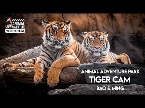 Tiger Cam of Animal Adventure: Bao & Ming