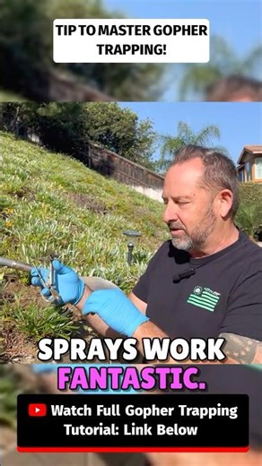 Gopher Trapping SECRET 🤫 Don’t Clean Your Trap! #gophercontrol #gophertrapping #trapping