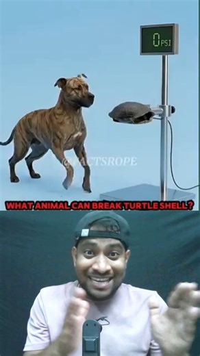 This Animal Can Crush a Turtle Shell in ONE Bite 😳🐊 #shorts #facts #animals #turtle #shortsfeed