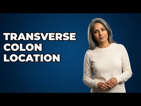 Where Is The Transverse Colon Located?