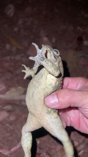 Spotted a cute toad by the roadside 🐸✨