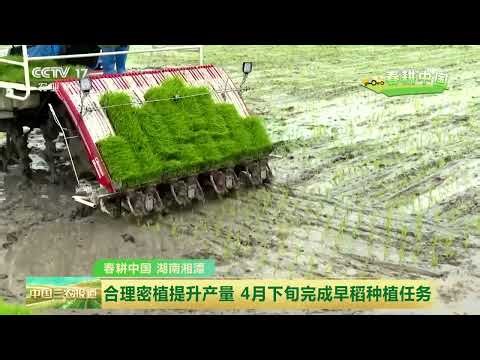 [中国三农报道]春耕中国 湖南 1800万亩早稻栽插近四成 | 农业致富经 Agriculture And Farming