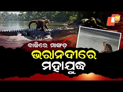 Special Story: Monkeys Show Rare Unity in River Battle to Save Companion from Crocodile