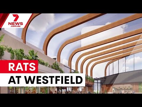 Rat infestation hits Westfield Bondi Junction food court | 7NEWS