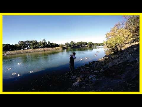 Sacramento River Salmon BANK FISHING | Almost!