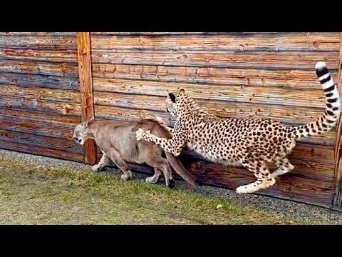 Пума Месси и гепард Герда ПОДРАЛИСЬ! | Месси втихаря сбежал к Герде на улицу, сальто гепарда и драка