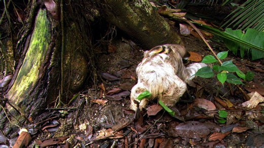 Animal Fight Night S06E06 Enemy Within H 264