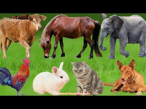 Cute Animals and Pets: Elephant, Horse, Cow, Dog, Sheep, Cat, Chicken, Duck – Animal Videos