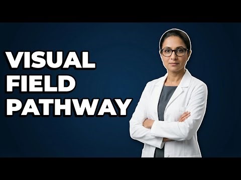 How Do Visual Fields Relate To The Optic Tract?